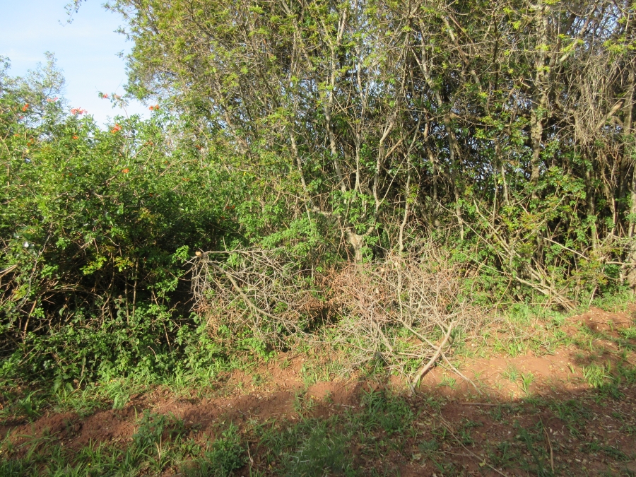 0 Bedroom Property for Sale in Bathurst Eastern Cape